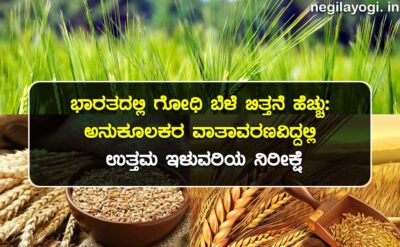 ಗೋದಿ ಬೆಳೆ